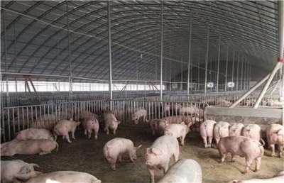 生猪养殖棚-抚顺养殖棚