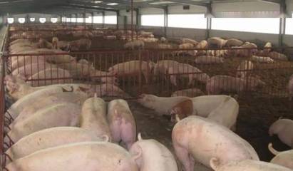 规模化养猪场将垄断养猪行业,农村散养户会退出养殖历史舞台吗?